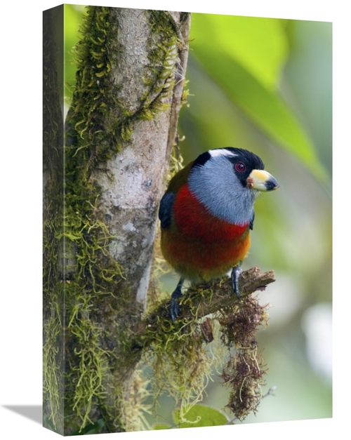 Global Gallery GCS-397256-1218-142 12 x 18 in. Toucan Barbet, Ecua