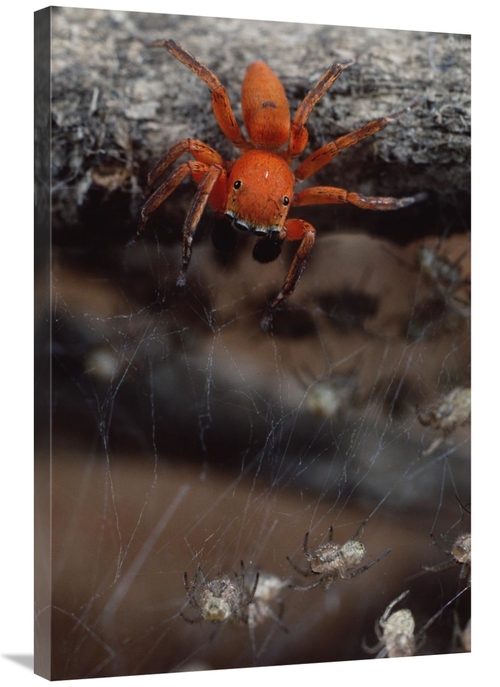 Global Gallery GCS-450716-2436-142 24 x 36 in. Subterranean Jumping Sp