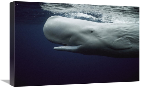 Global Gallery GCS-397711-1624-142 16 x 24 in. White Sperm Whale Portr