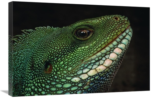 Global Gallery GCS-450801-2030-142 20 x 30 in. Water Dragon Face, 