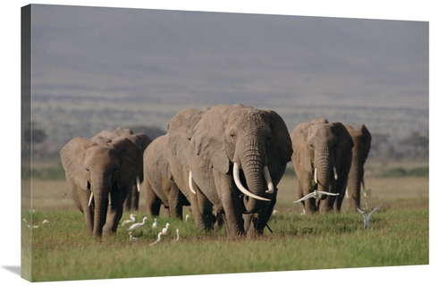 Global Gallery GCS-452821-2436-142 24 x 36 in. African Elephant Matria