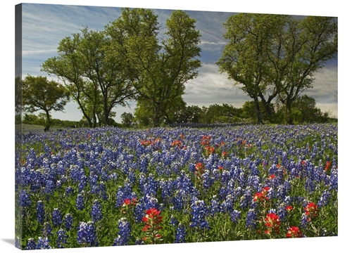 Global Gallery GCS-396755-3040-142 30 x 40 in. Sand Bluebonnets & Indi