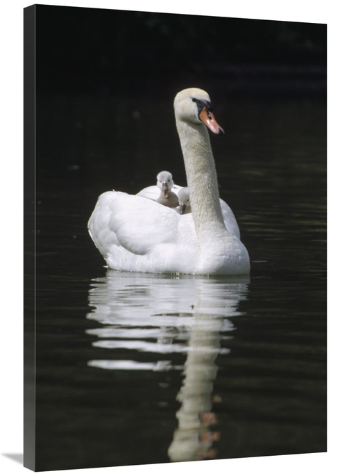 Global Gallery GCS-452490-2436-142 24 x 36 in. Mute Swan Parent with C