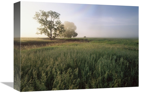 Global Gallery GCS-397212-1216-142 12 x 16 in. Oak Trees Shrouded in F