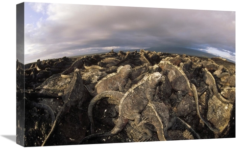 Global Gallery GCS-451392-1624-142 16 x 24 in. Marine Iguana Dense Col