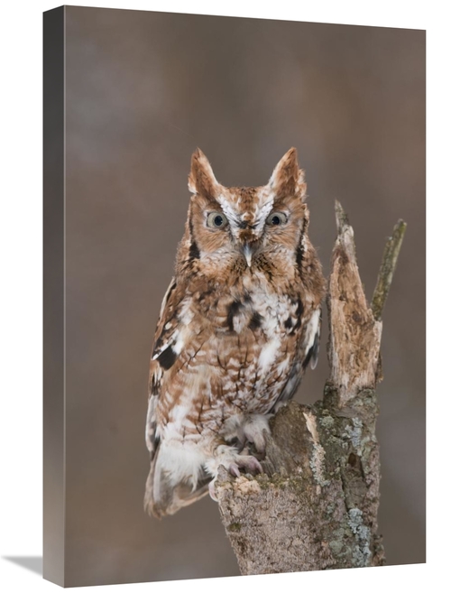 Global Gallery GCS-397385-1624-142 16 x 24 in. Eastern Screech Owl Red
