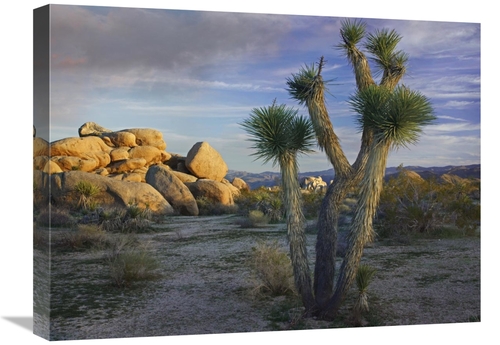 Global Gallery GCS-396641-1824-142 18 x 24 in. Joshua Tree & Boulders&