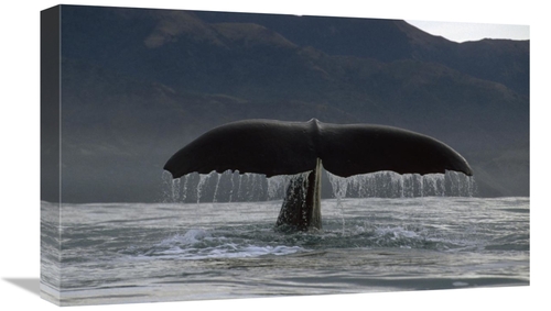 Global Gallery GCS-450778-22-142 22 in. Sperm Whale Tail, New Zeal