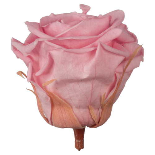 Vickerman H4ROS407 2.5-3 in. Light Pink Standard Rose Head - 6 per Bag