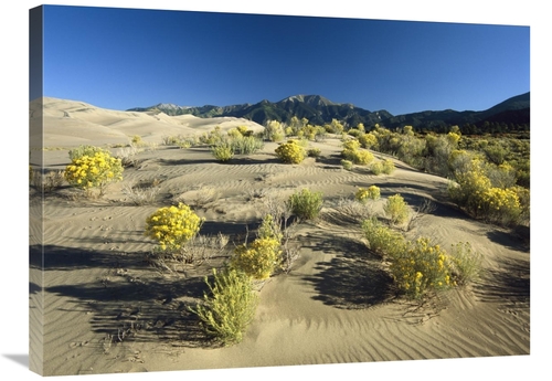 Global Gallery  24 x 32 in. Flowering Shrubs on the Dune Fields in Fro