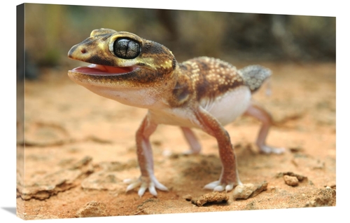 Global Gallery GCS-397568-2436-142 24 x 36 in. Knob-Tailed Gecko in De