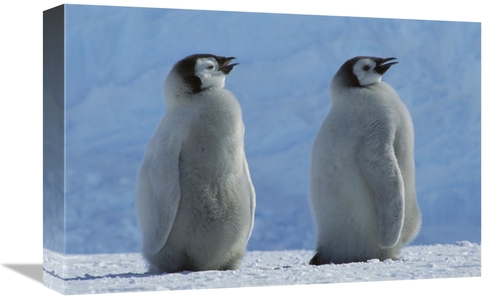 Global Gallery GCS-451735-1218-142 12 x 18 in. Emperor Penguin Chicks 