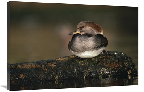 Global Gallery GCS-396509-2436-142 24 x 36 in. Hooded Merganser Female