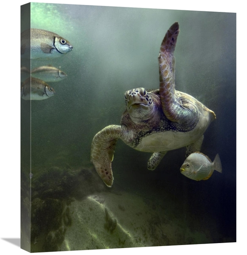 Global Gallery GCS-396162-22-142 22 in. Green Sea Turtle & Fish, S