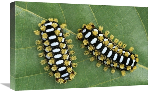 Global Gallery GCS-453597-1624-142 16 x 24 in. Cup Moth Two Caterpilla