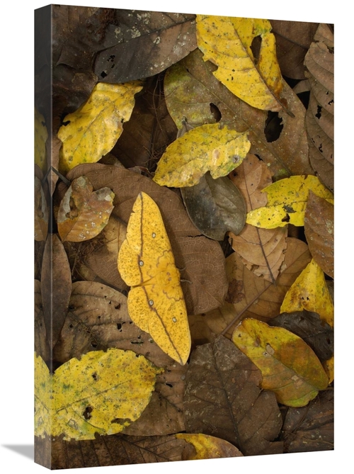 Global Gallery GCS-397890-1624-142 16 x 24 in. Imperial Moth Camouflag