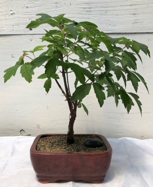 Paperbark Maple Bonsai Tree (acer griseum)