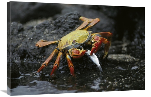 Global Gallery GCS-451752-2436-142 24 x 36 in. Sally Lightfoot Crab Fe