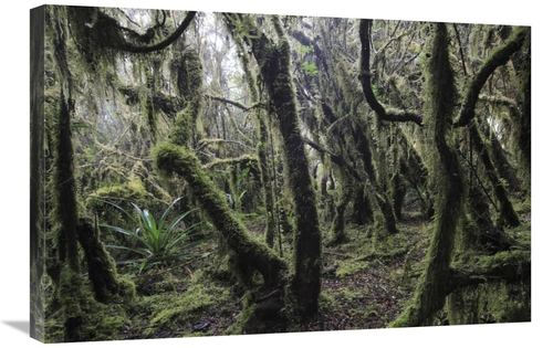 Global Gallery GCS-398119-2030-142 20 x 30 in. Paramo Ecosystem 3000M 
