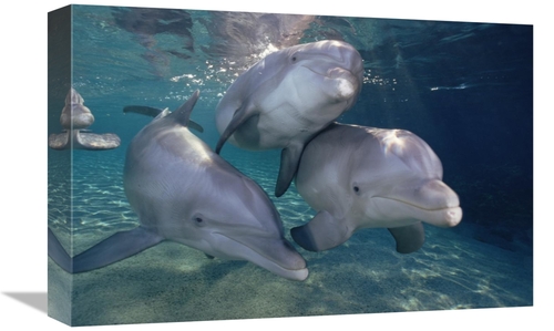 Global Gallery GCS-397848-1218-142 12 x 18 in. Bottlenose Dolphin Trio