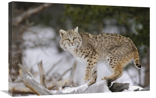 Global Gallery GCS-452304-2030-142 20 x 30 in. Bobcat in Winter, C
