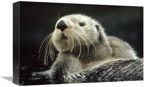 Global Gallery GCS-396148-1218-142 12 x 18 in. Sea Otter Floating in K