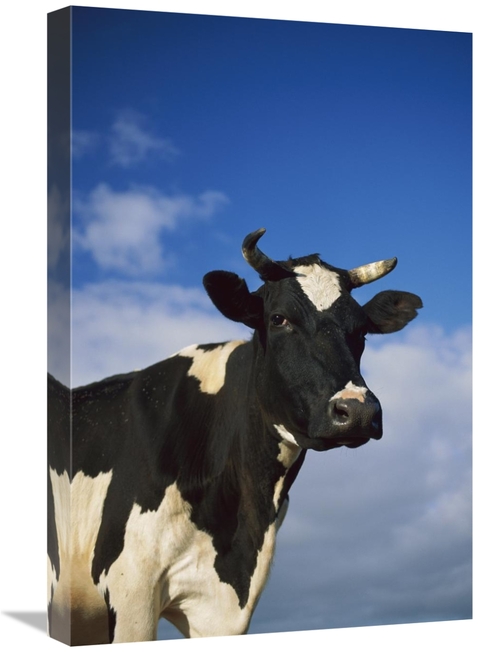 Global Gallery GCS-452626-1624-142 16 x 24 in. Cattle Portrait, Eu