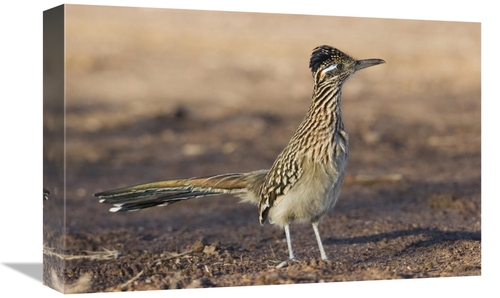 Global Gallery GCS-452609-1218-142 12 x 18 in. Greater Roadrunner Prof