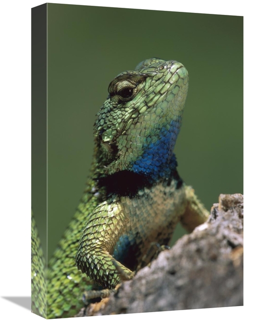 Global Gallery GCS-397637-1218-142 12 x 18 in. Green Spiny Lizard Male