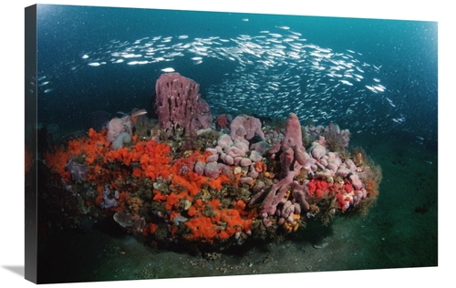 Global Gallery GCS-450953-2030-142 20 x 30 in. Coral & Schooling Fish&