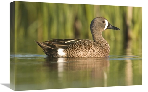 Global Gallery GCS-397413-1624-142 16 x 24 in. Cinnamon Teal Male,