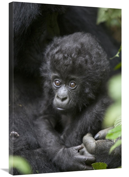 Global Gallery GCS-395863-2436-142 24 x 36 in. Mountain Gorilla Three 