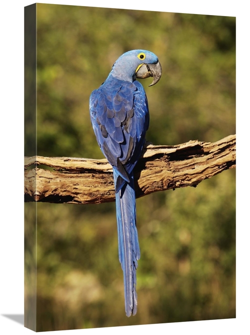 Global Gallery GCS-453152-1624-142 16 x 24 in. Hyacinth Macaw Perched 