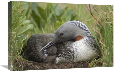 Global Gallery GCS-451940-1624-142 16 x 24 in. Red-Throated Loon with 