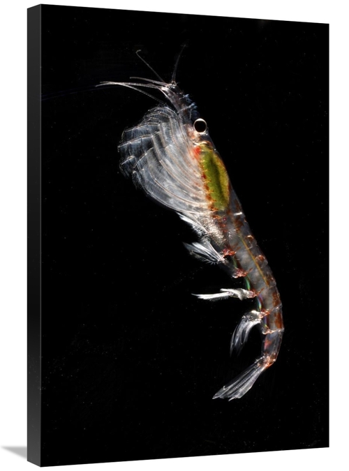 Global Gallery GCS-453560-2030-142 20 x 30 in. Antarctic Krill, An