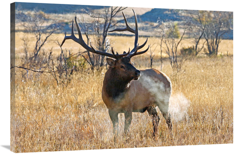 Global Gallery GCS-486493-40-142 40 in. Morning Breath Art Print - Vic