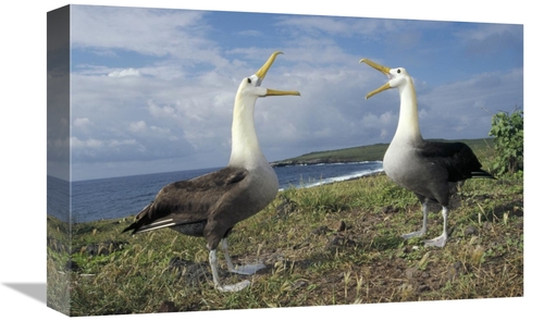 Global Gallery GCS-451358-1218-142 12 x 18 in. Waved Albatross Courtsh