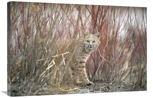 Global Gallery GCS-451865-2436-142 24 x 36 in. Bobcat Juvenile Emergin