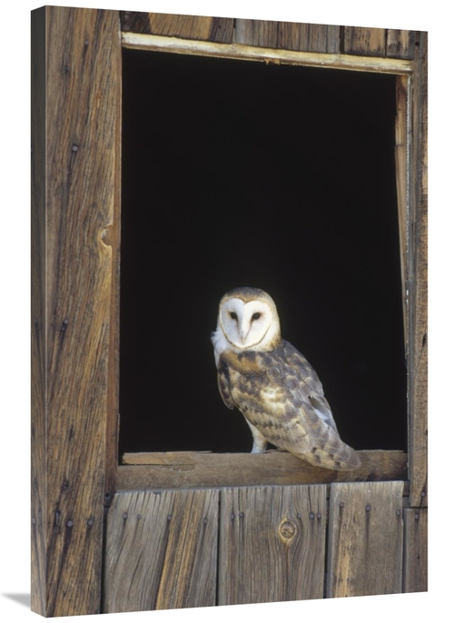 Global Gallery GCS-452315-2436-142 24 x 36 in. Barn Owl Perching on Ba