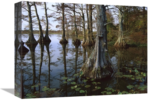 Global Gallery GCS-395933-1216-142 12 x 16 in. Bald Cypress at Upper B