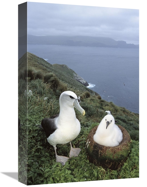 Global Gallery GCS-451593-1218-142 12 x 18 in. White-Capped Albatross 