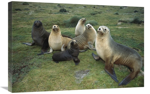 Global Gallery GCS-451622-2030-142 20 x 30 in. Hookers Sea Lion Cows &