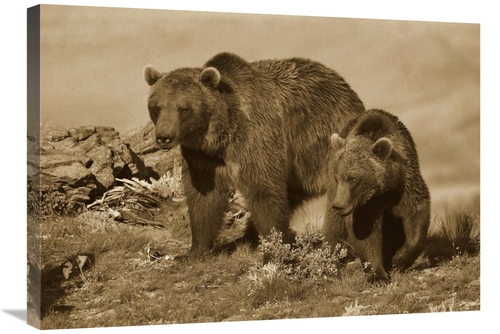 Global Gallery GCS-395921-30-142 30 in. Grizzly Bear Mother with A One