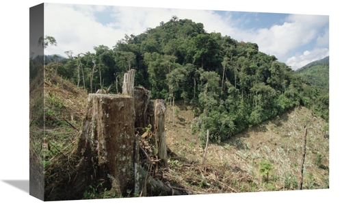 Global Gallery  12 x 18 in. Deforested Hillside of Wet Montane Rainfor