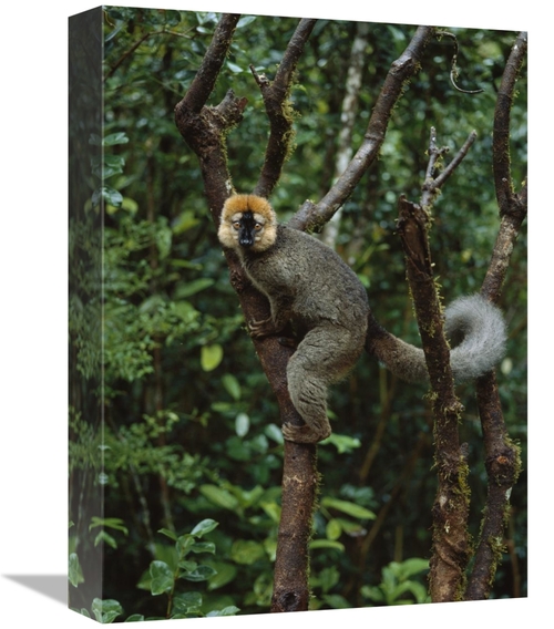 Global Gallery GCS-452656-1216-142 12 x 16 in. Red-Fronted Brown Lemur