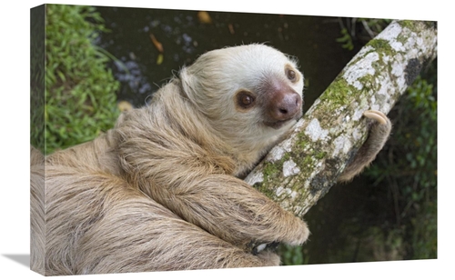 Global Gallery GCS-395830-1624-142 16 x 24 in. Hoffmanns Two-Toed Slot