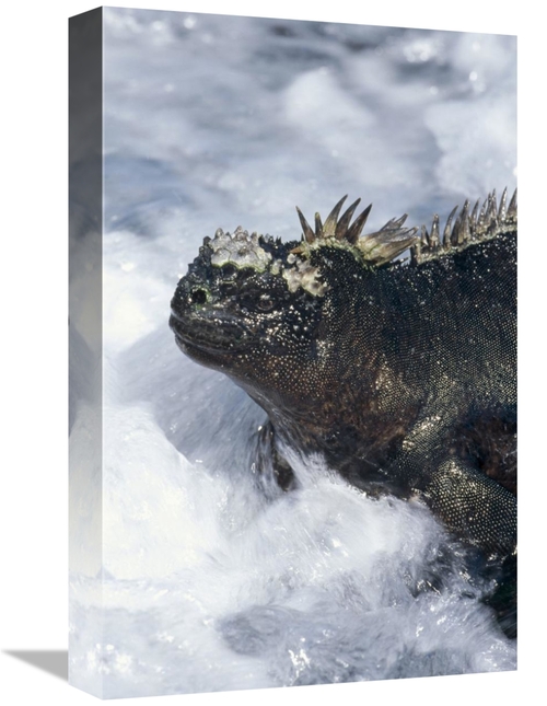 Global Gallery GCS-451391-1218-142 12 x 18 in. Marine Iguana in Surf&#