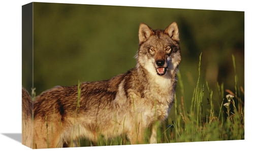 Global Gallery GCS-396035-1218-142 12 x 18 in. Timber Wolf Portrait&#4