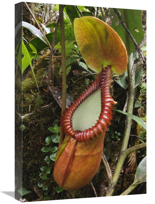 Global Gallery GCS-397564-1624-142 16 x 24 in. Pitcher Plant Pitcher&#