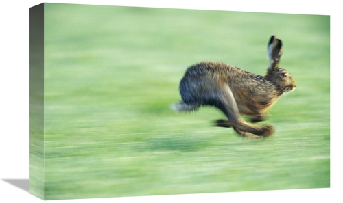Global Gallery GCS-452517-1218-142 12 x 18 in. European Hare Running&#